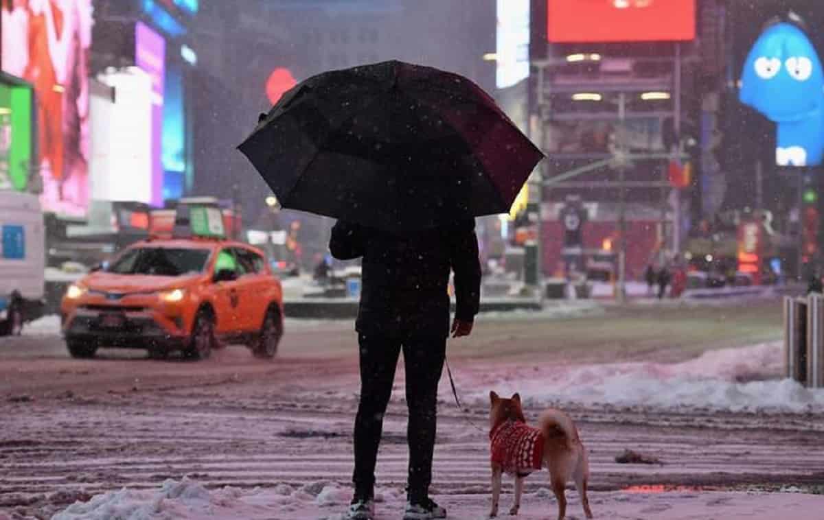 Un cane a spasso per New York, foto Ansa