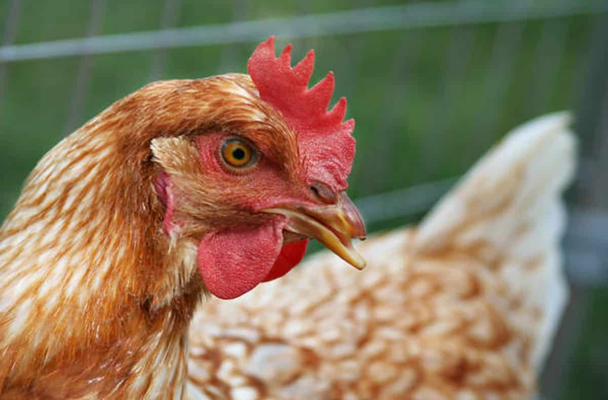 Scavalca un recinto e fa sesso con capre e galline (uccidendone una): 27enne ghanese ricercato a Pesaro