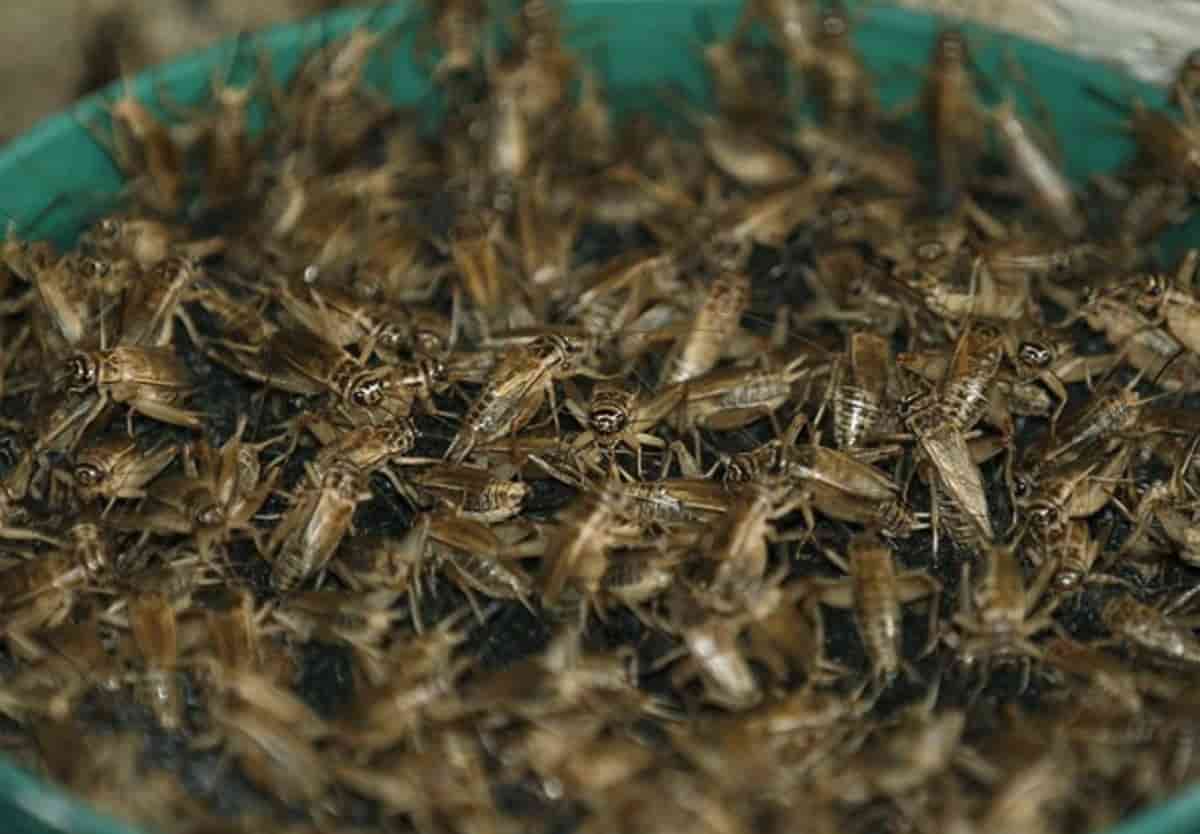 Grilli in polvere in commercio come alimento, il via libera dell'Unione Europea