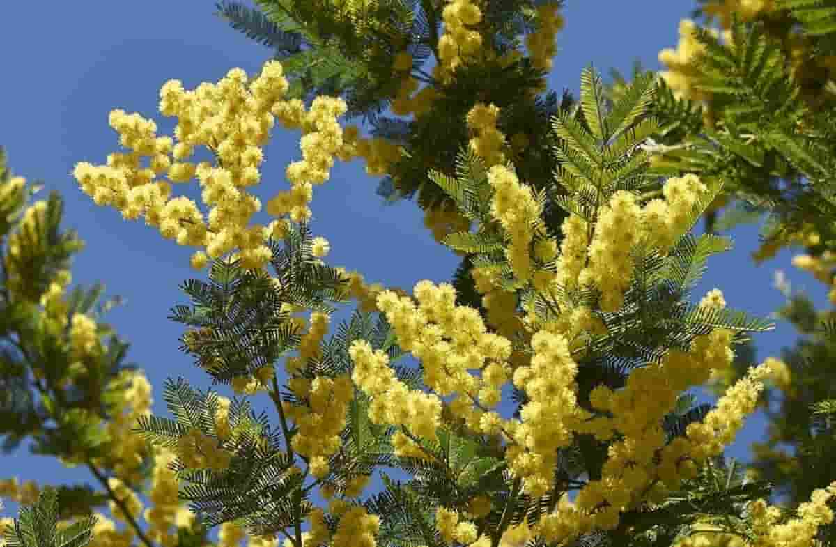 Le mimose sono già fiorite con tre mesi di anticipo. La natura è in tilt per il caldo anomalo