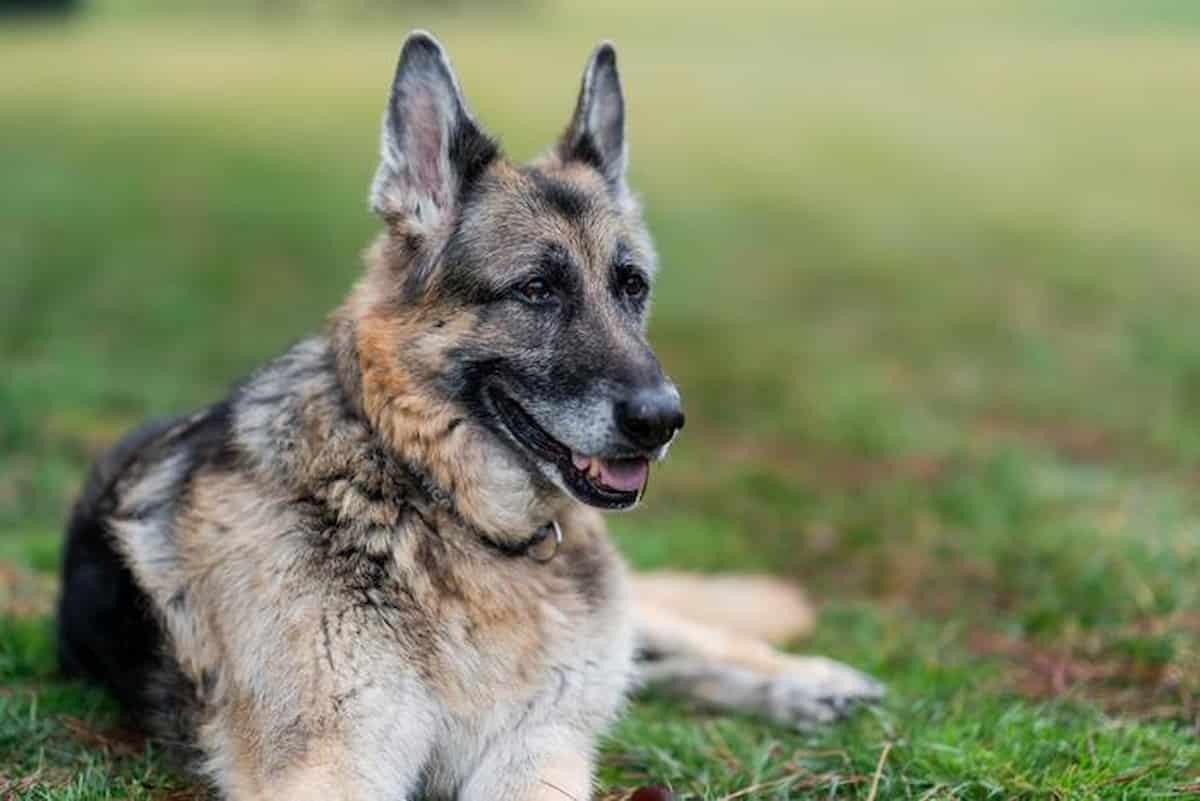 Cane fugge botti di Capodanno ritrovato