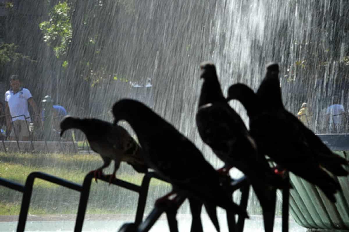 Il sindaco vieta di dare cibo ai piccioni, per gli animalisti è maltrattamento di animali