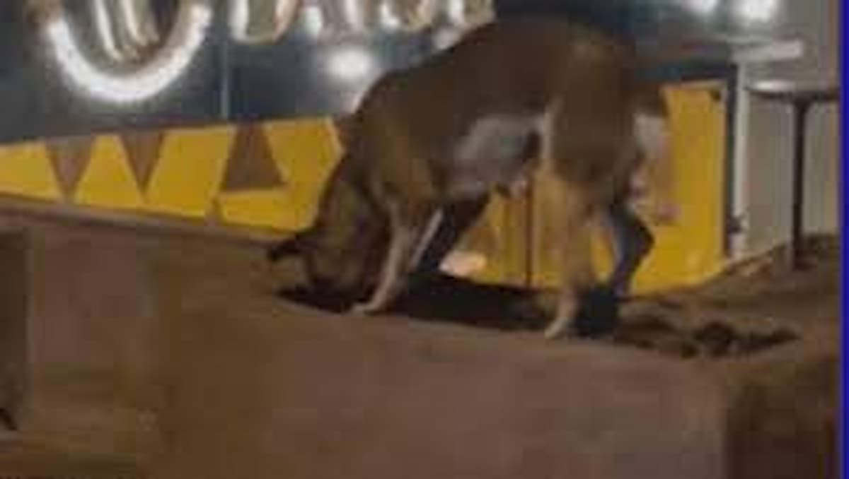 cane seppellisce gatto