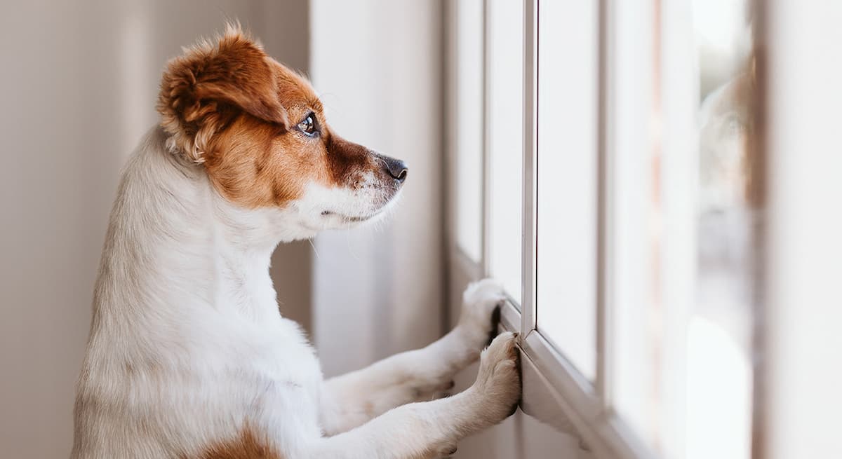 anziano cade salvato cane