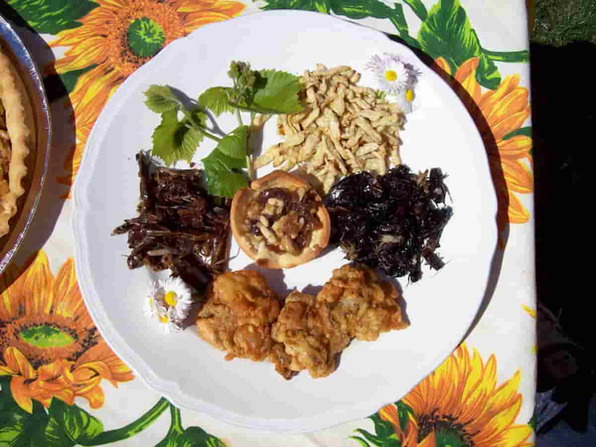 insetti farina allergici crostacei