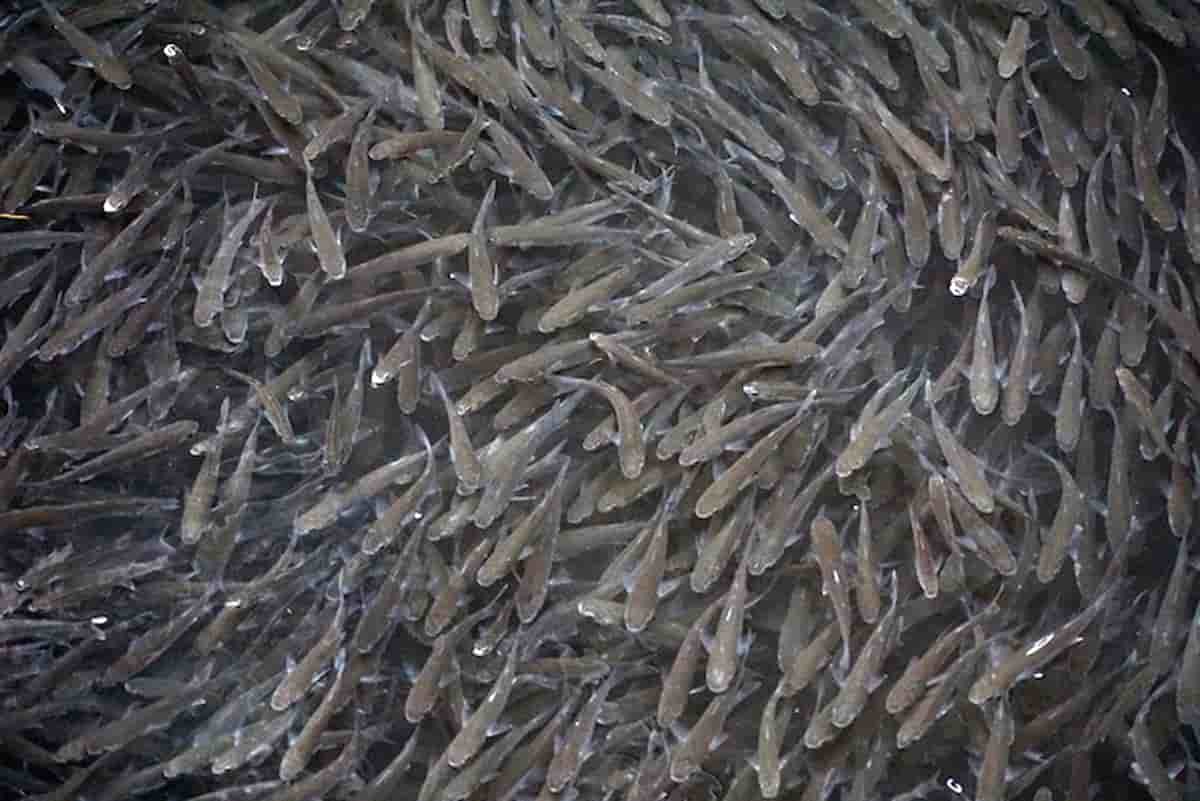 moria di pesci venezia