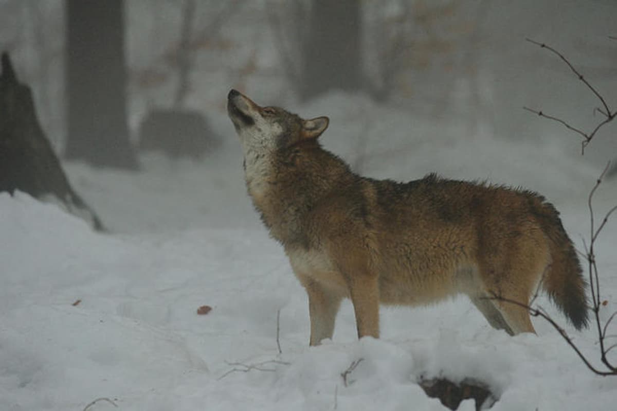 cani ululano ambulanza perché