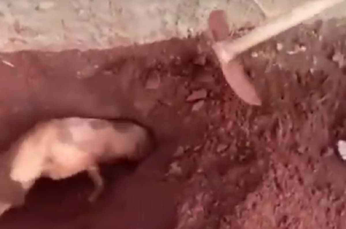 Cagnolina sepolta viva in Brasile