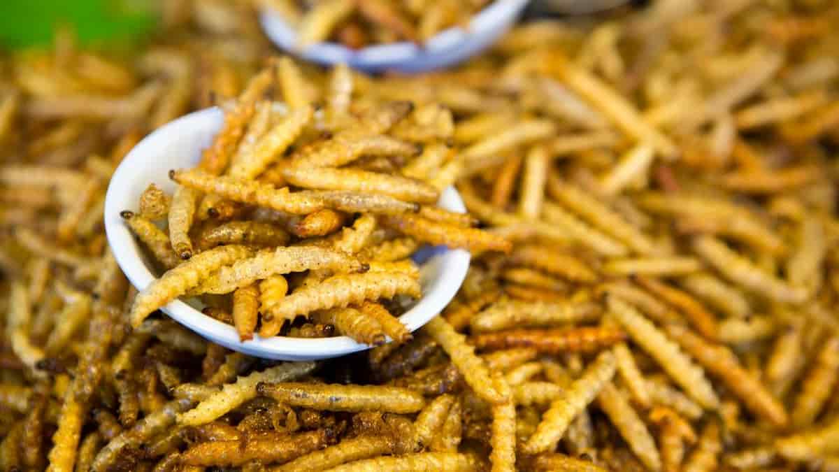 farine di insetti allergia