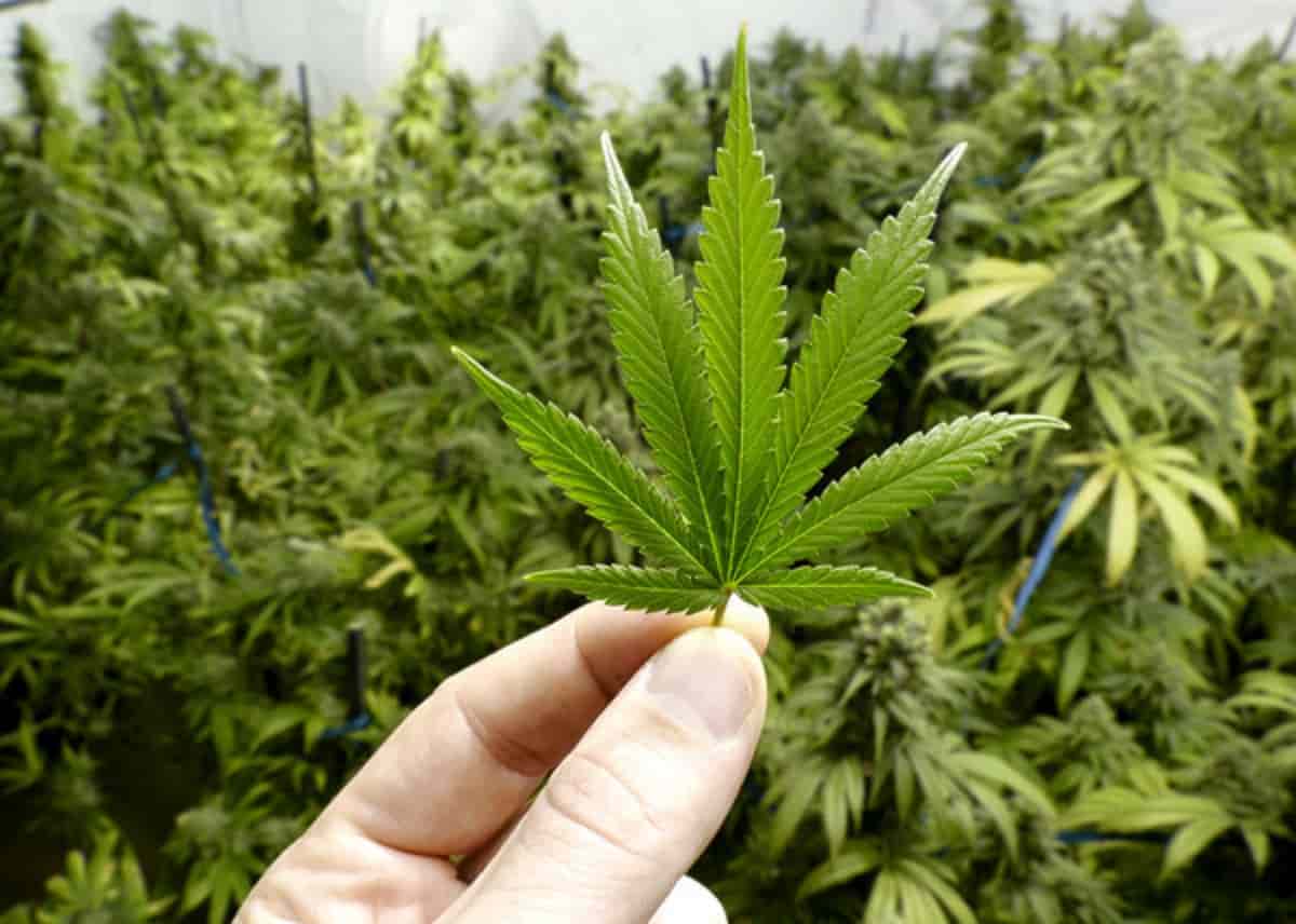 Odore di marijuana dalla Tangenziale, foto Ansa