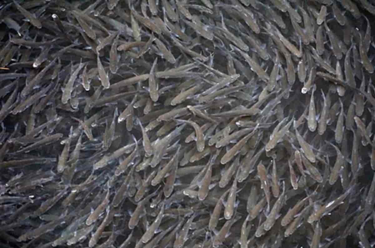 Pesci morti in Australia, foto d'archivio Ansa