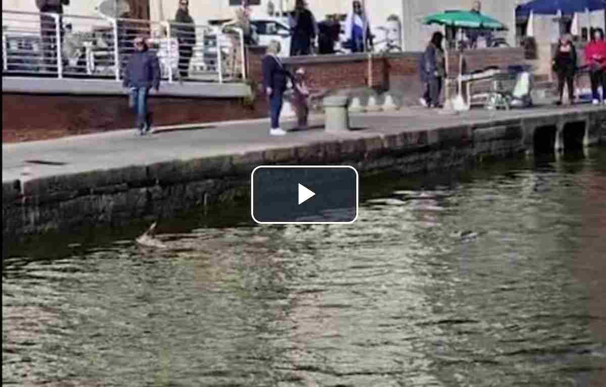 Capriolo nuota nel canale Burlamacca a Viareggio: i VIDEO spopolano sui social