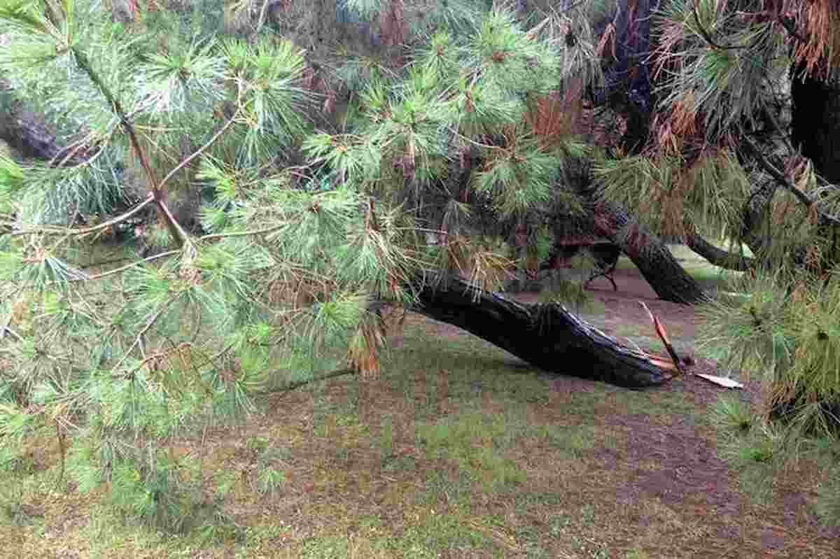 boscaiolo-schiacciato-albero-bologna-ansa