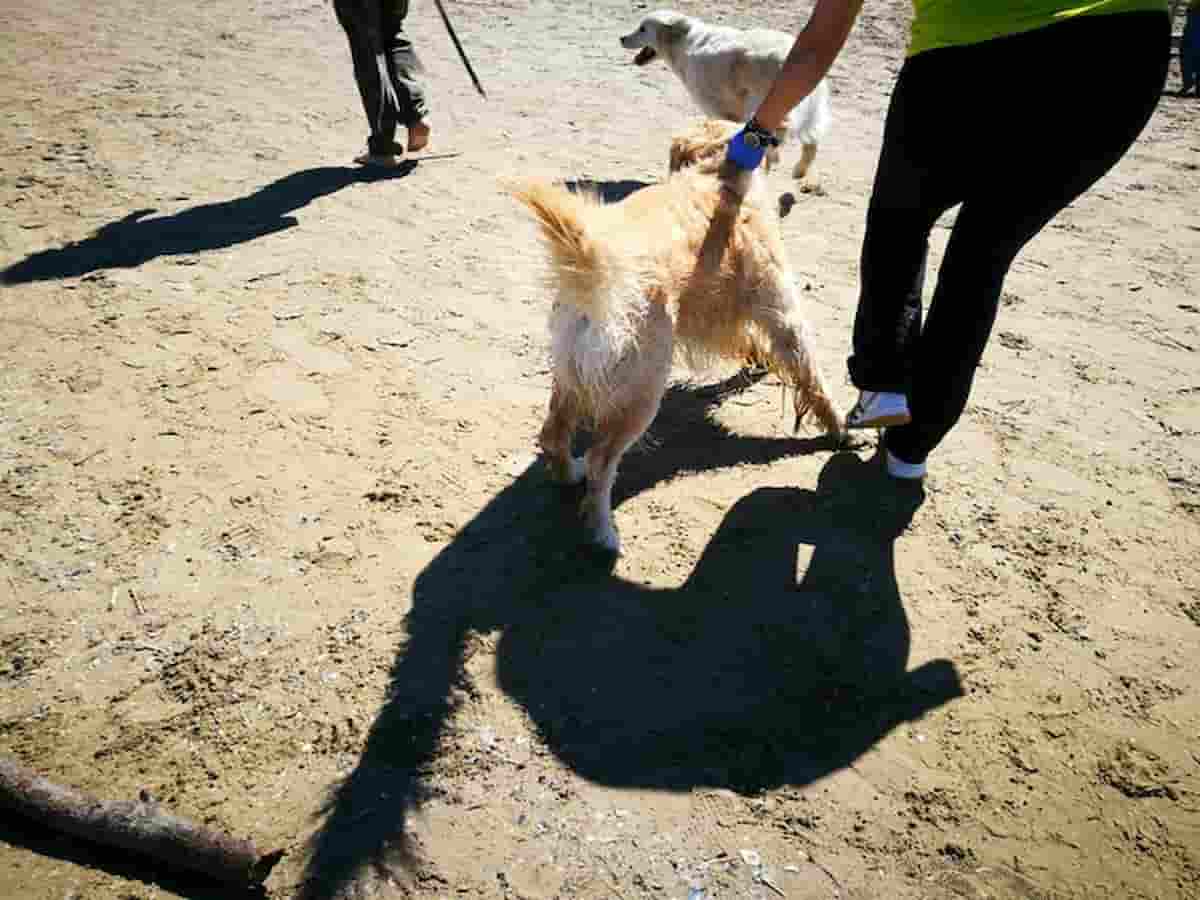 cane anziana signora