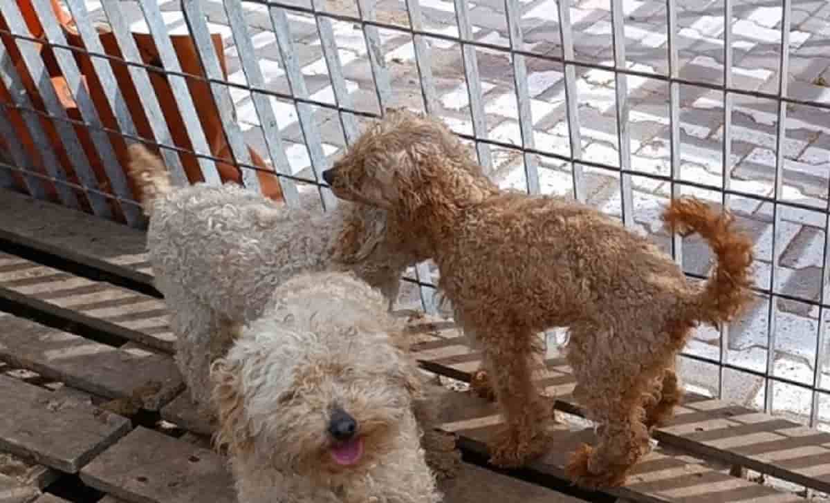 La truffa del barboncino, foto d'archivio Ansa