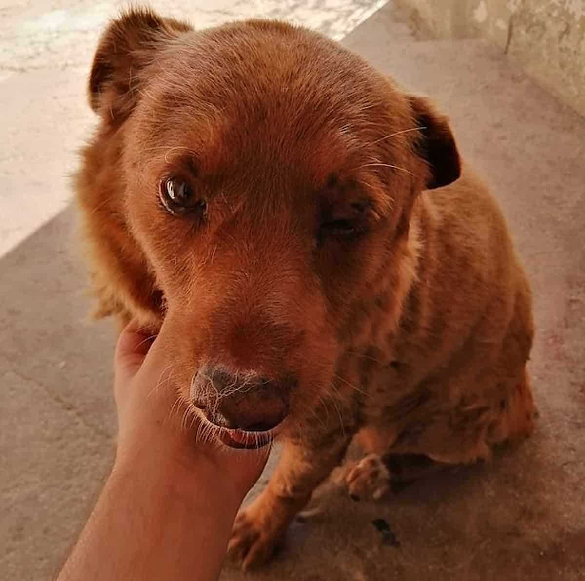 Il cane più vecchio del mondo, Bobi, ha festeggiato i 31 anni, con ospiti da tutto il mondo in Portogallo