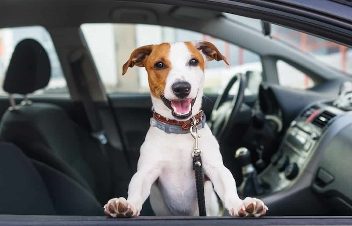 guida ubriaco cane volante