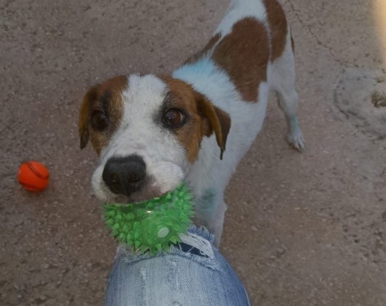 Coppia si separa e getta il cane nella spazzatura, salvato dai volontari di Oipa