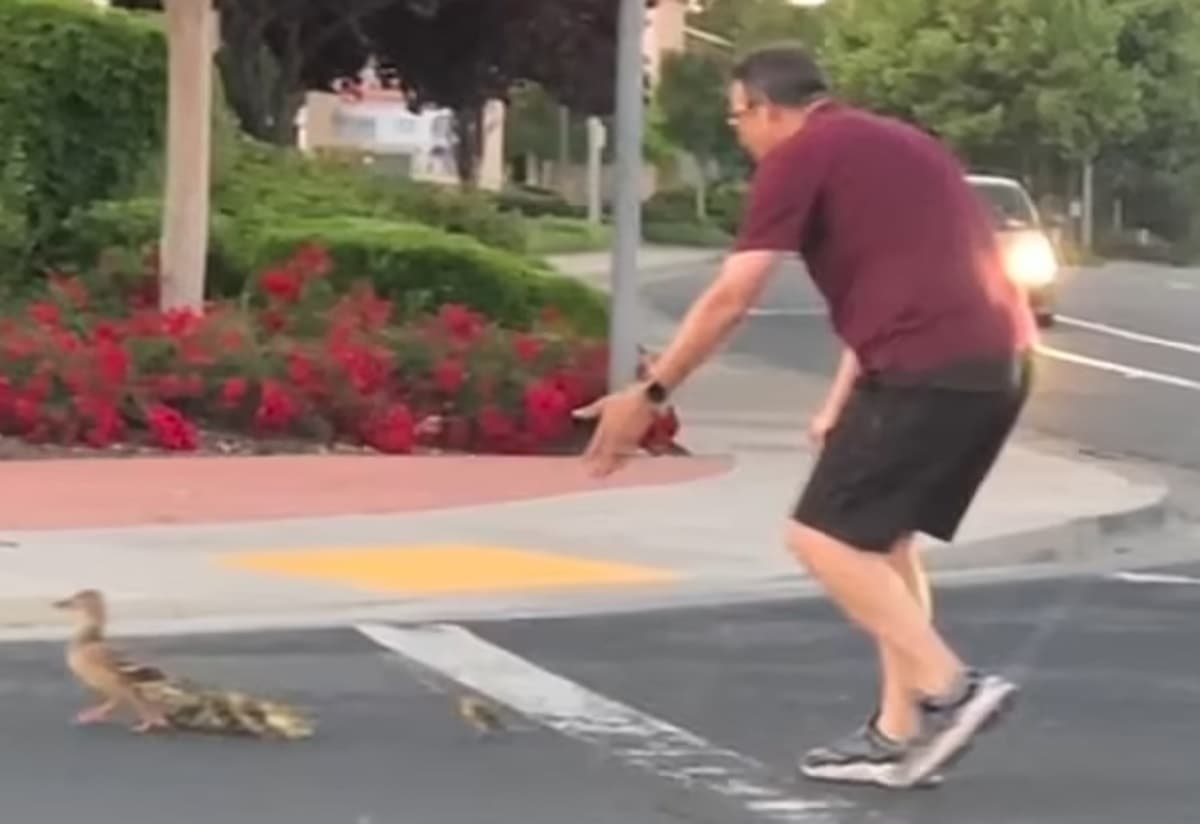 Aiuta una famiglia di anatre ad attraversare la strada, arriva un'auto lo investe e lo uccide