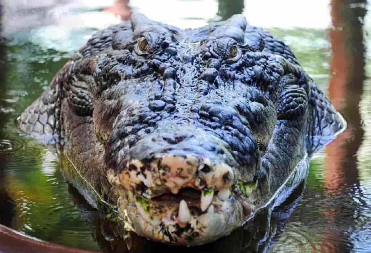 Mangiato da 40 coccodrilli, foto Ansa