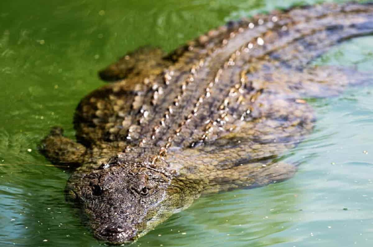 In Australia un pescatore è stato mangiato da un coccodrillo, foto Ansa