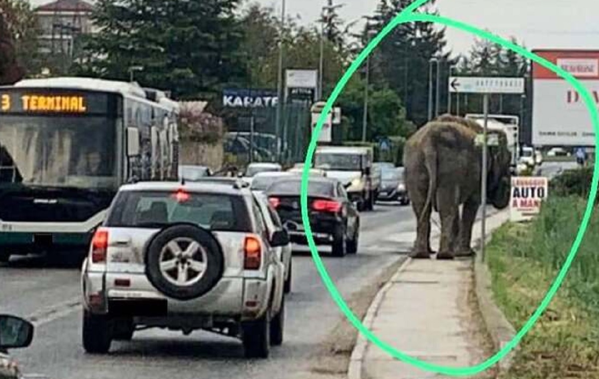 elefante circo