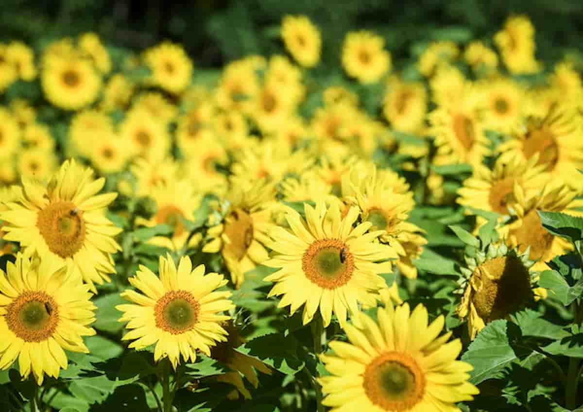 fiori velenosi