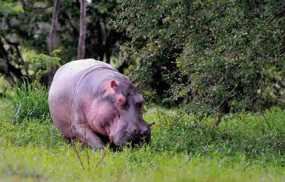 Ippopotamo urta barca in Malawi, foto Ansa