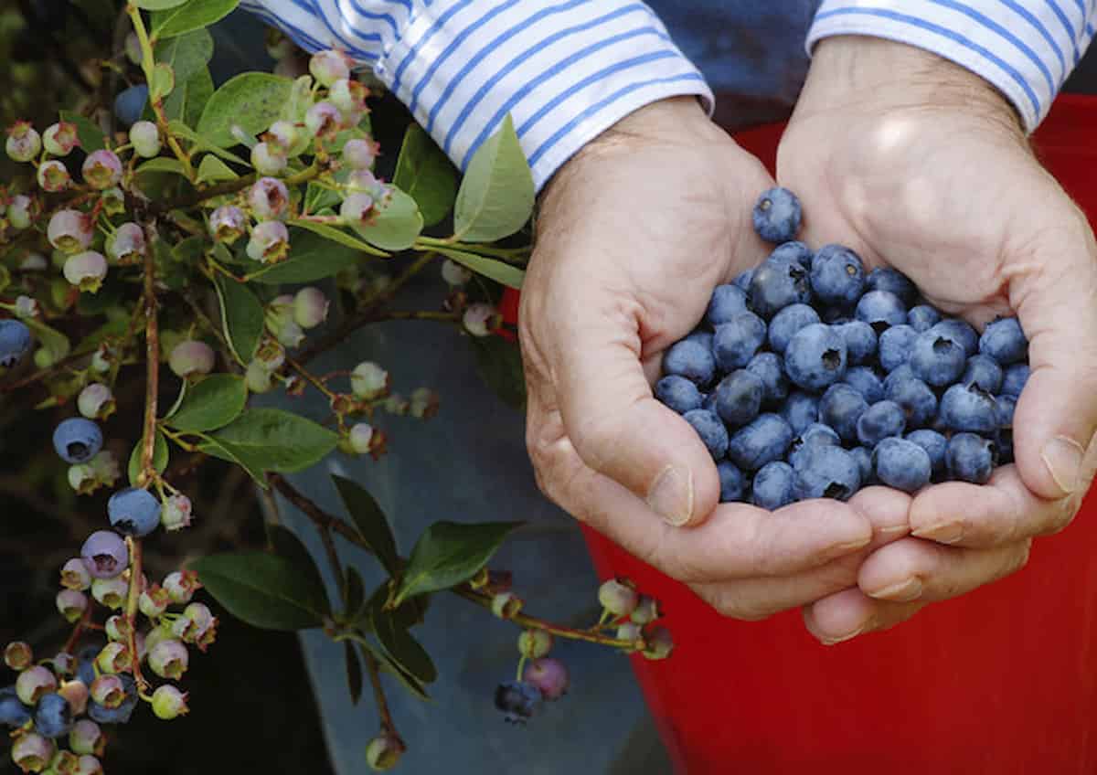 I mirtilli selvatici possono aiutare a bruciare i grassi, ancor più nelle donne,nbastano 25 grammi al giorno