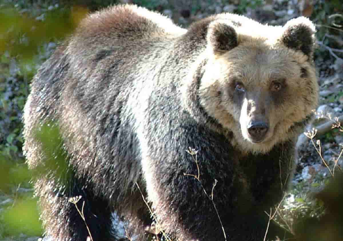 Orsa amarena, foto d'archivio Ansa