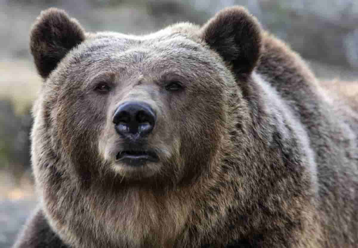 Orsi Jj4 e Mj5, foto Ansa