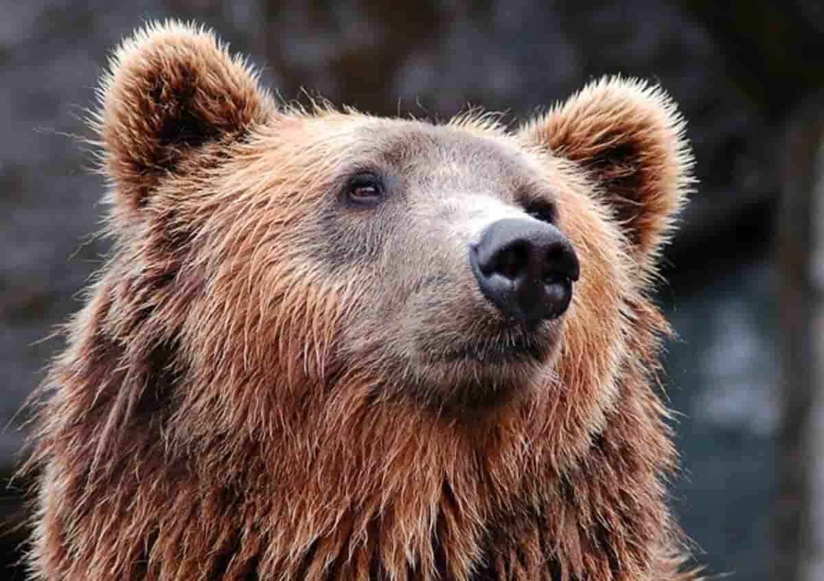 Dino Planaz, l'orso e gli ambientalisti. Foto Ansa