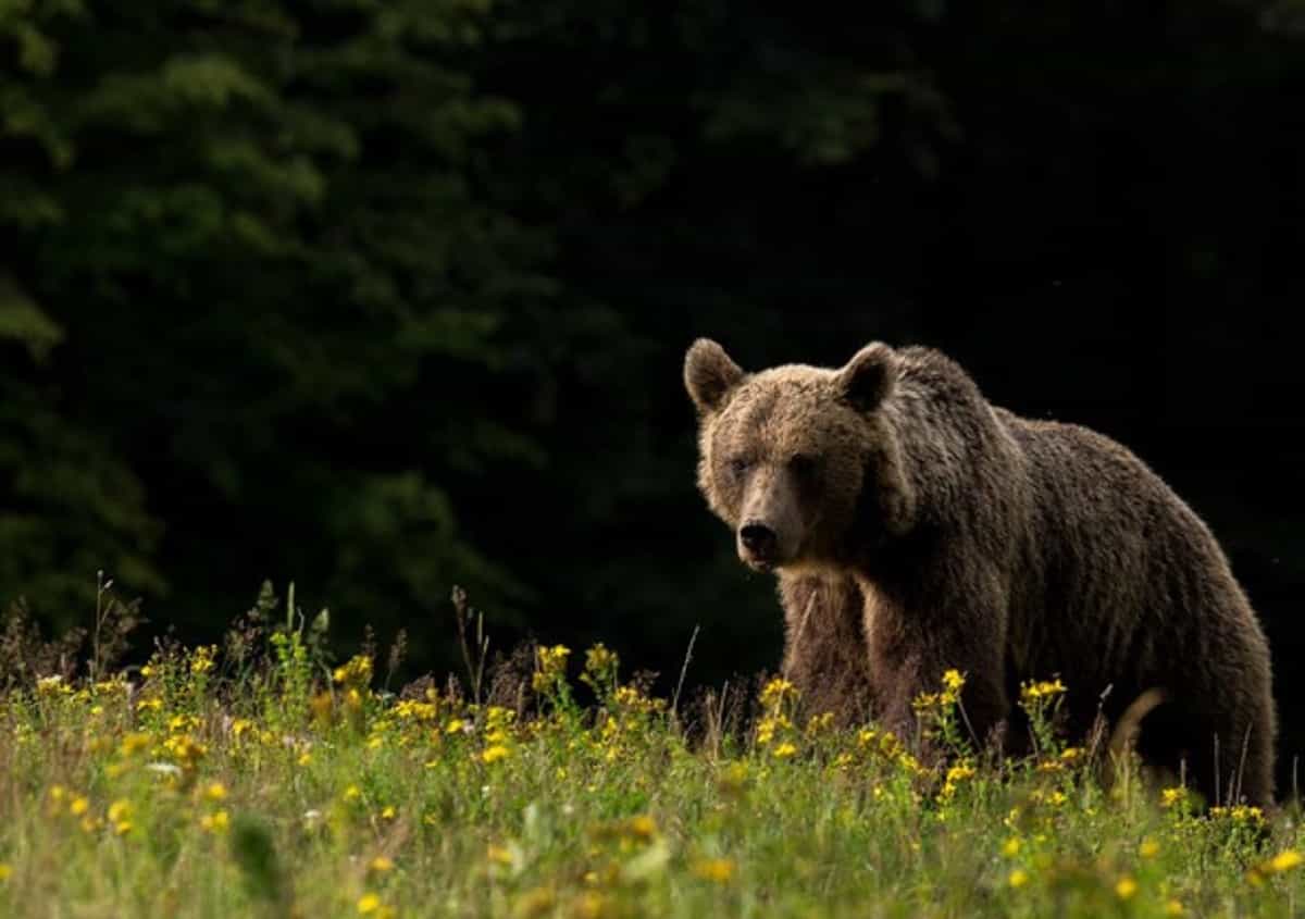 Orso contro auto, foto d'archivio Ansa