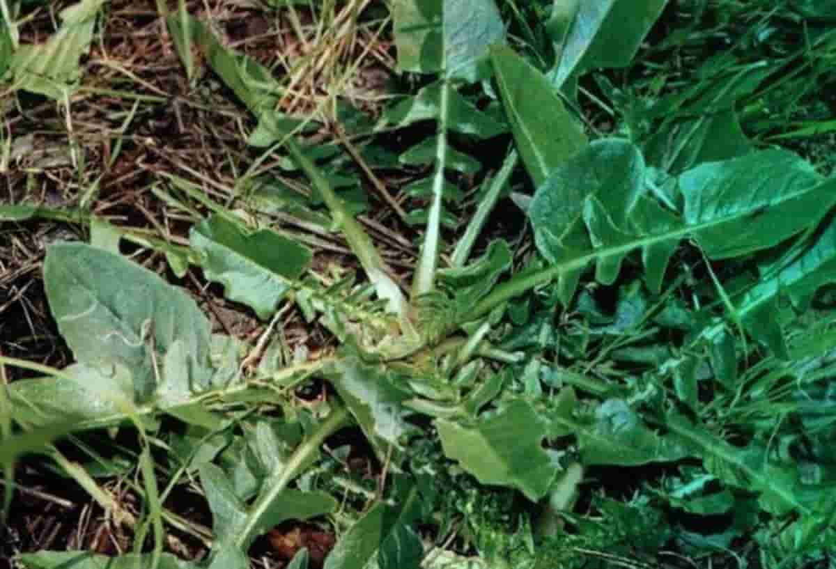 Raccoglie erbe e le mangia, foto d'archivio Ansa