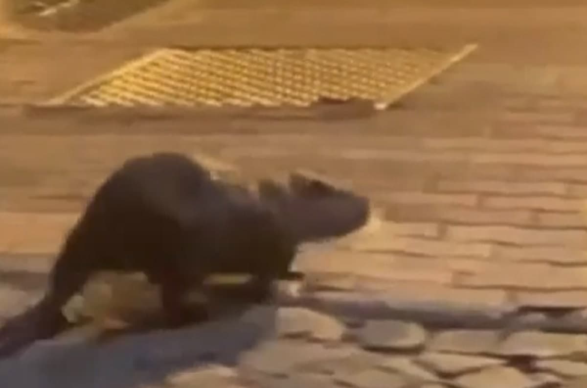 Una nutria che passeggia per le strade di Roma