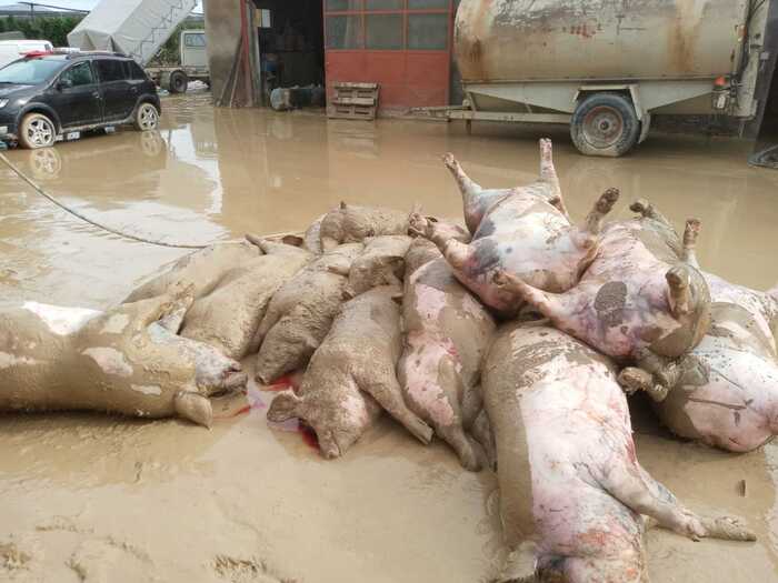 Alluvione Emilia-Romagna, c'è anche la strage dei 600 suini morti annegati