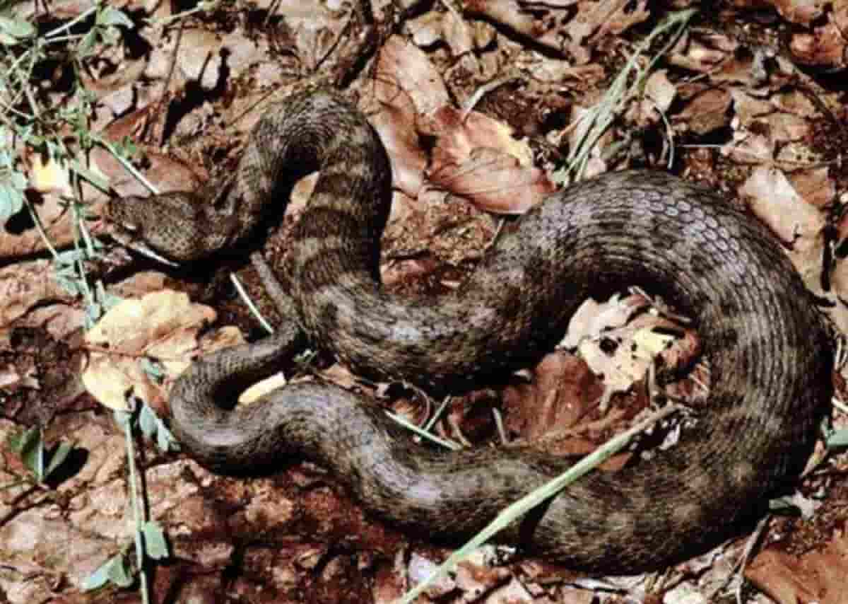 Morso da una vipera, foto d'archivio Ansa