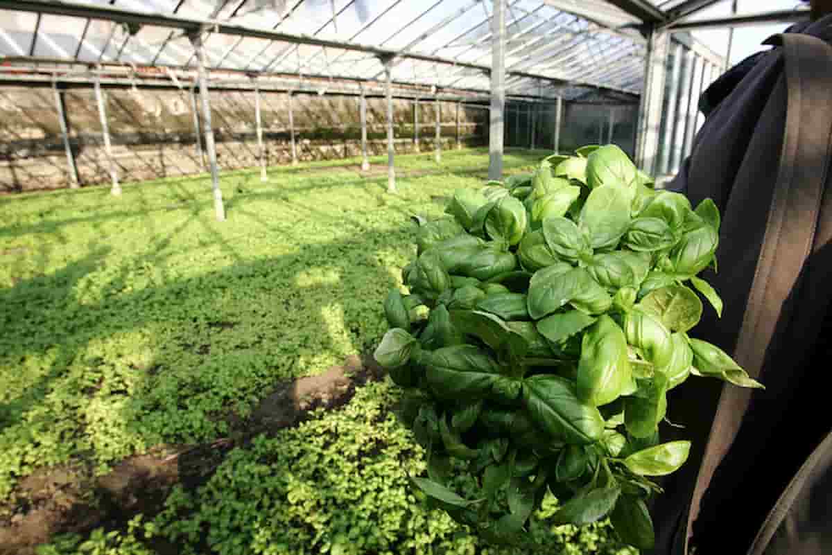 azienda bio torre annunziata