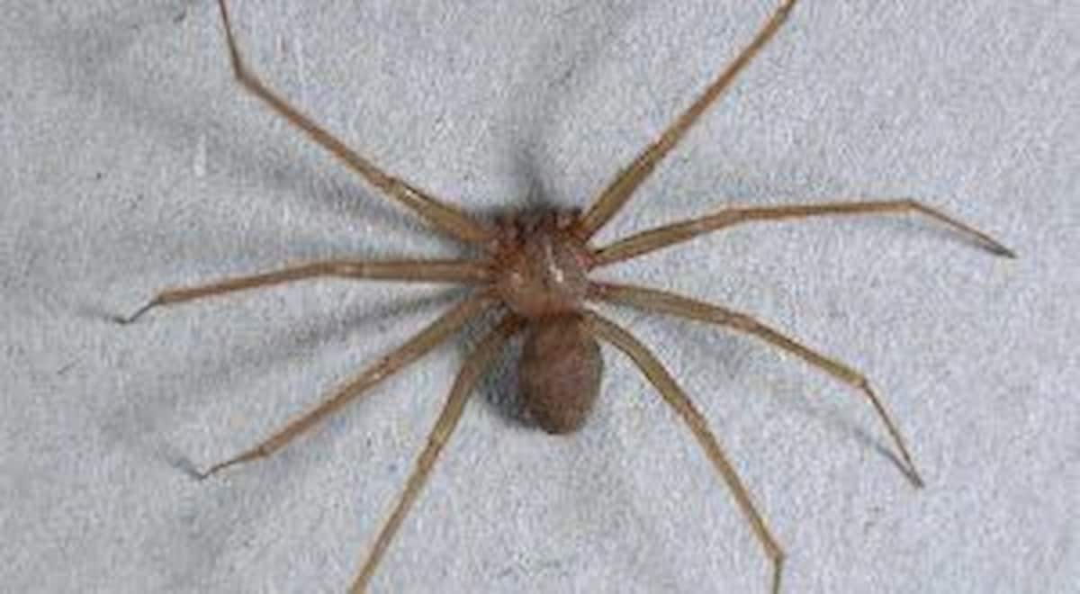 ragno violino cosa fare