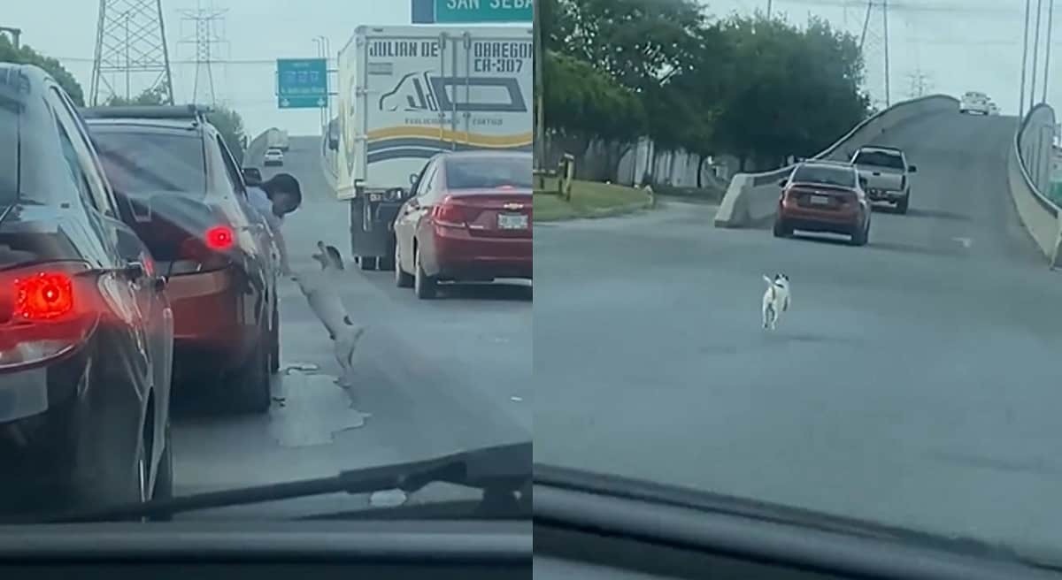 Il cane abbandonato che rincorre la macchina del padrone