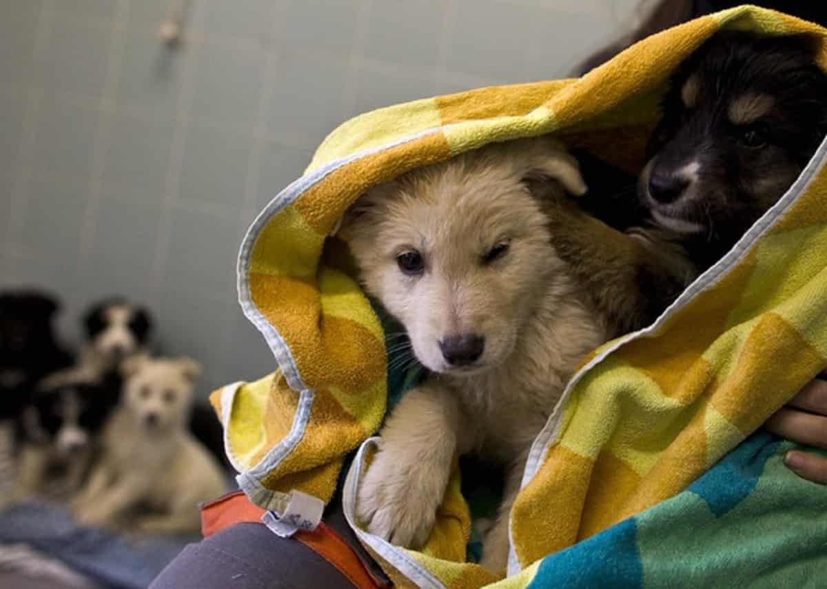Revoca della patente, foto Ansa