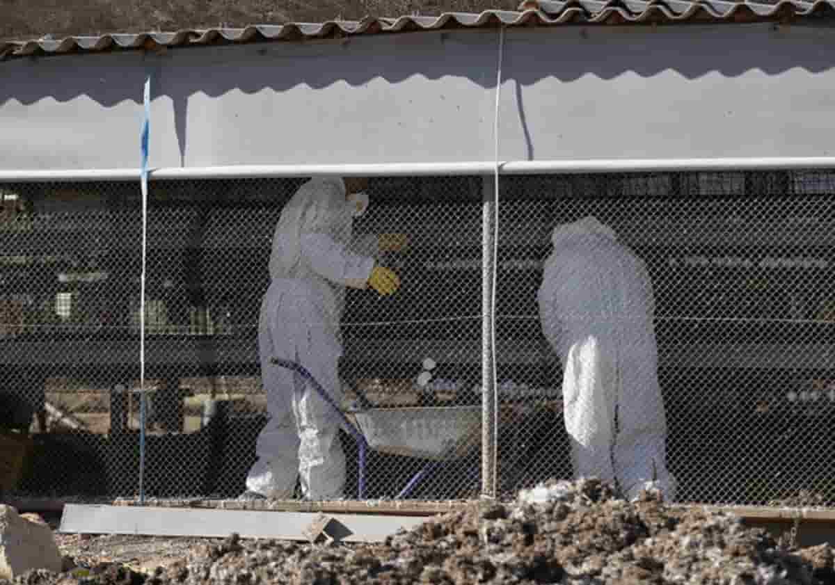 Aviaria tra i mammiferi, foto Ansa