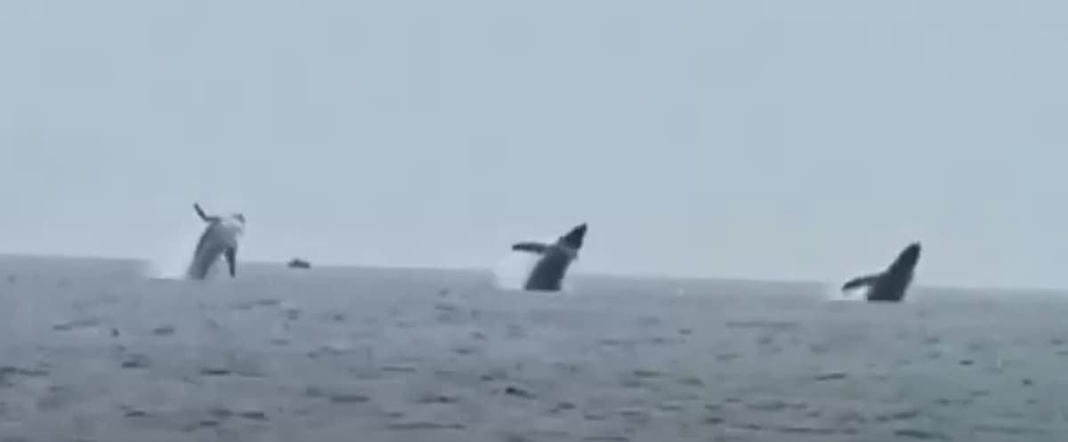 salto sincronizzato delle balene