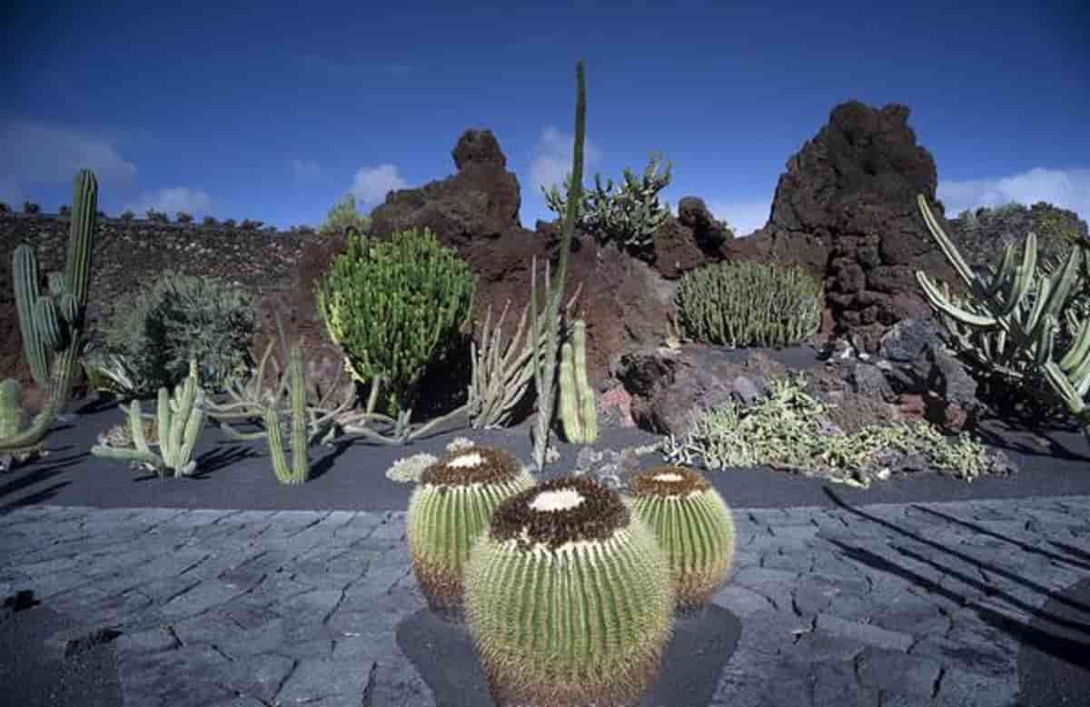 Cactus giganti, foto Ansa