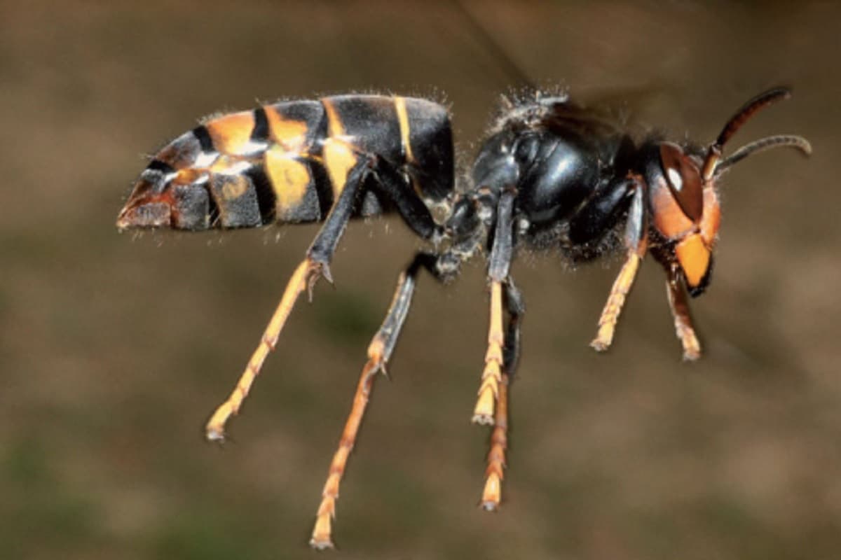 morto punto calabrone