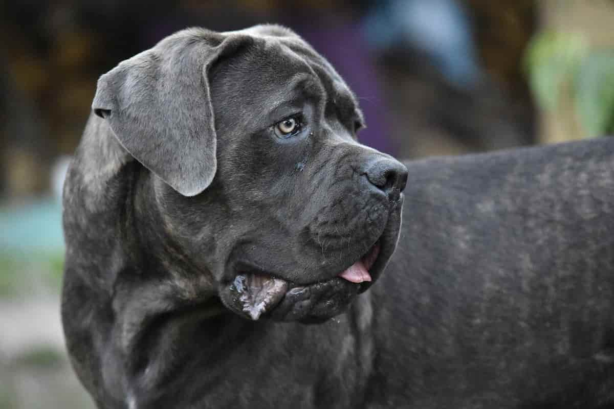 bambina aggredita cane corso