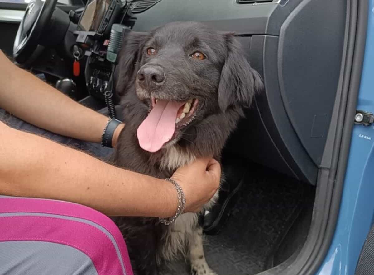 Cane vaga disorientato in autostrada: salvato da Polstrada. Foto Ansa