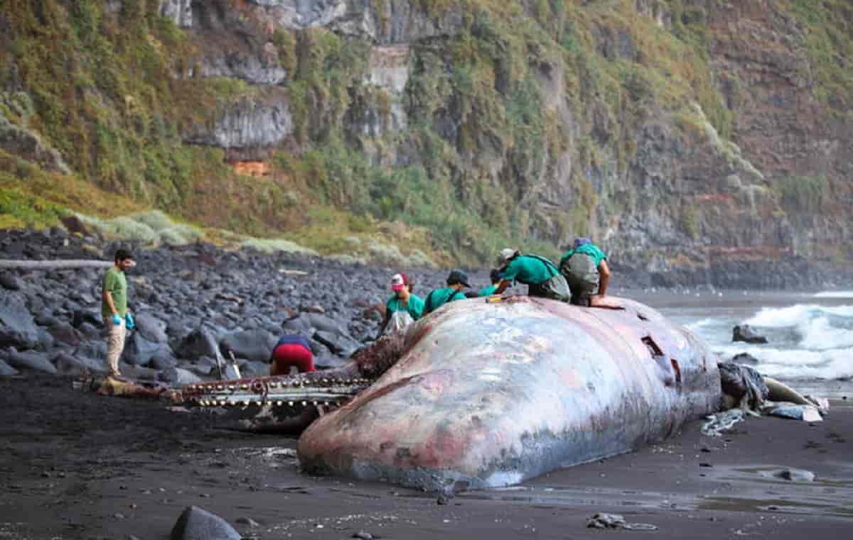Capodoglio spiaggiato, foto Ansa