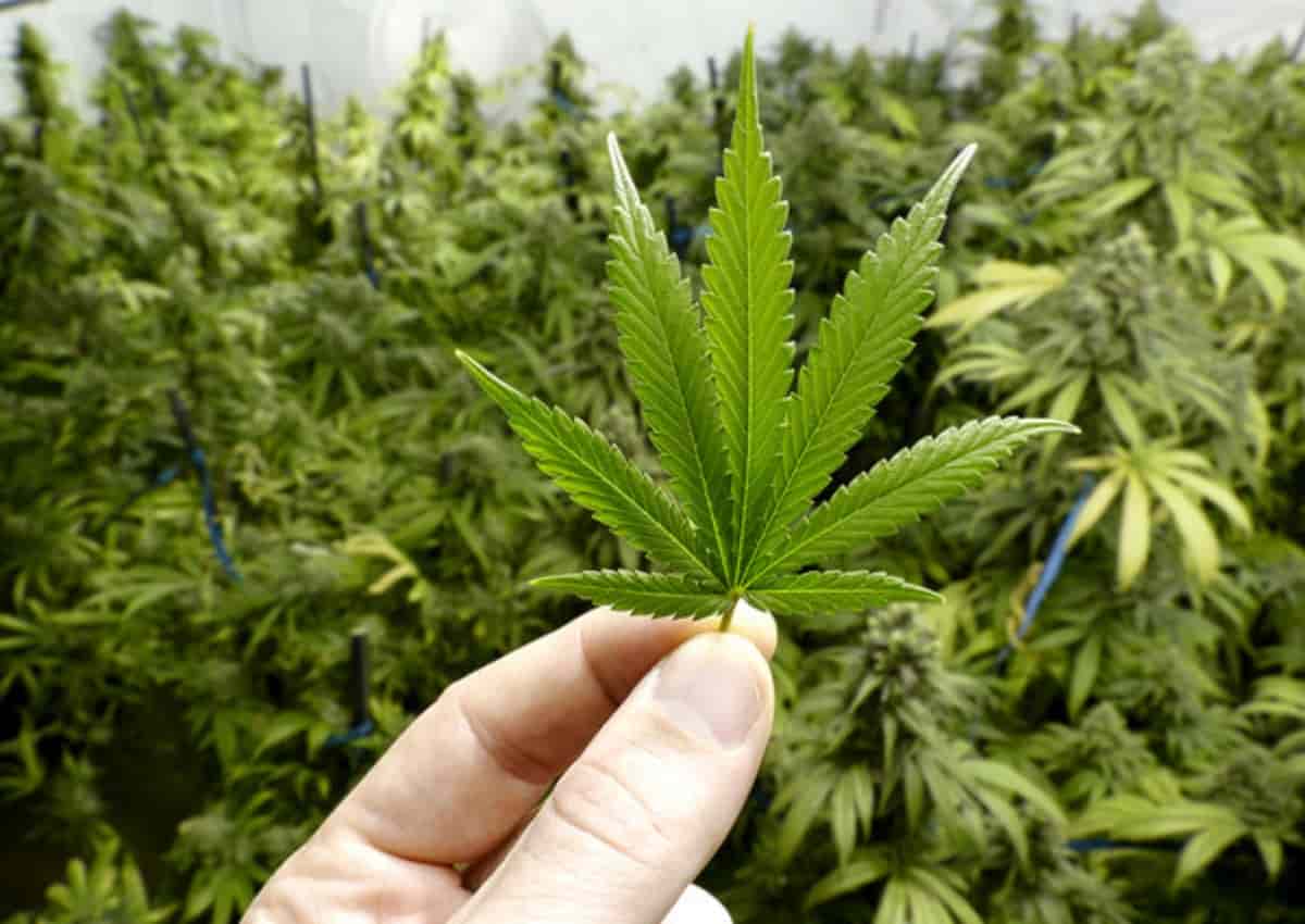 64 chili di marijuana, Ansa