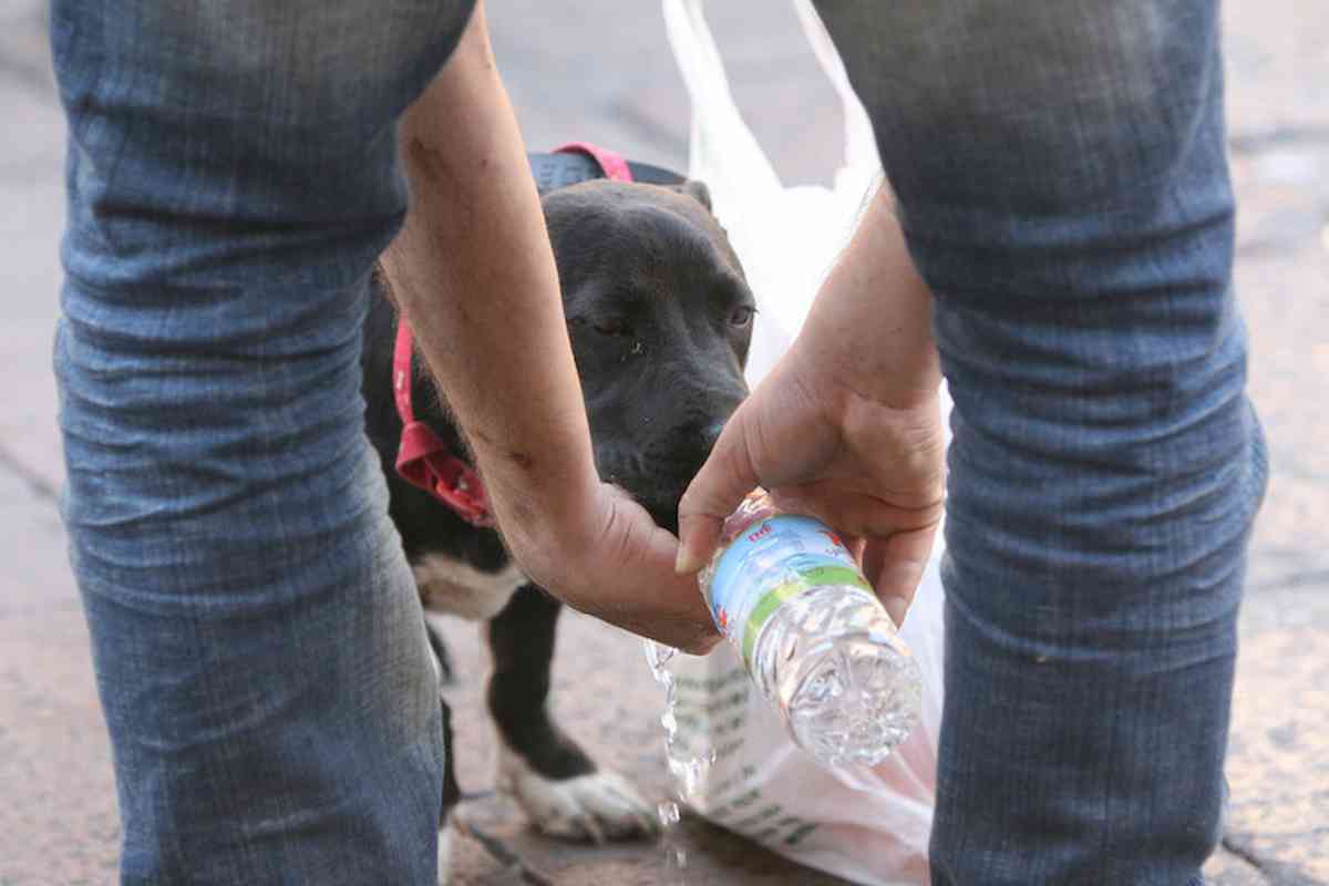 cane_sete_vaschetta_acqua_1_50_euro